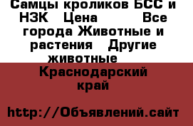 Самцы кроликов БСС и НЗК › Цена ­ 400 - Все города Животные и растения » Другие животные   . Краснодарский край